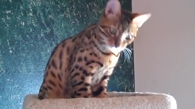 Look_Dad_l_Can_Talk_(Bengal_Cat)