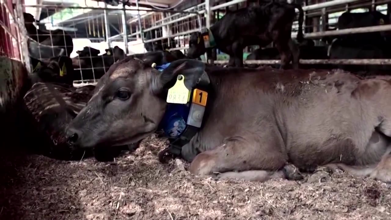 How a Japanese farm is keeping cows cool in record heat