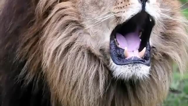 Lion roar | natural sound | hear amazing sound of lion