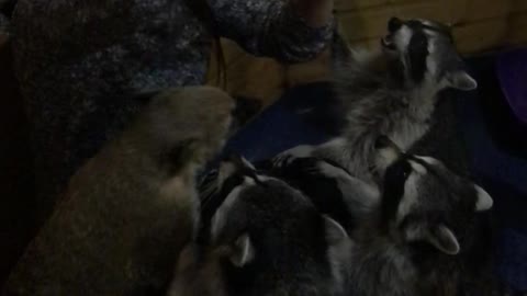 Surrounded at Snack Time