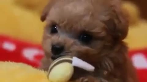Cute dog playing and biting something