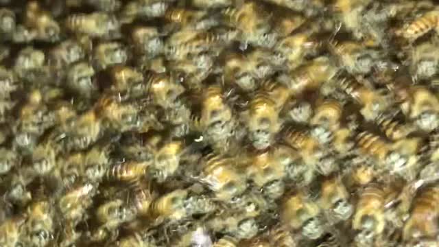 Bunches of Bees Takeover Bedroom