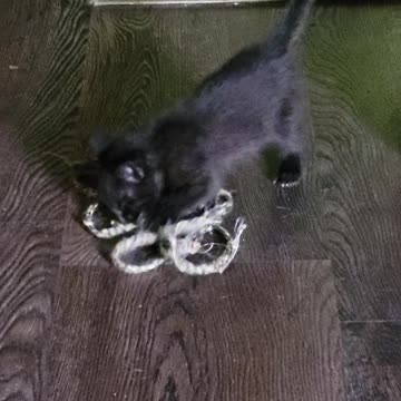 Millie just after coming home