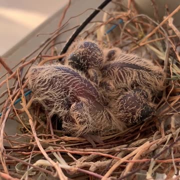 Close up on Chicks in Nest.
