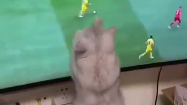 .Cat interferes with the match 😅 #shorts