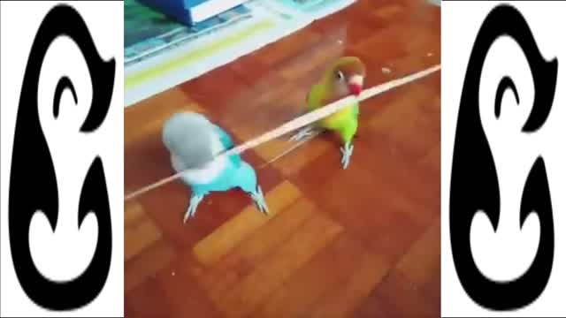 FUNNIEST BIRD COMPILATION EVER! - BEST BIRD VIDEO'S