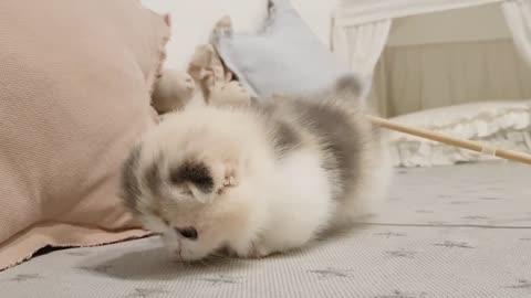 cute cat and short leg cat.