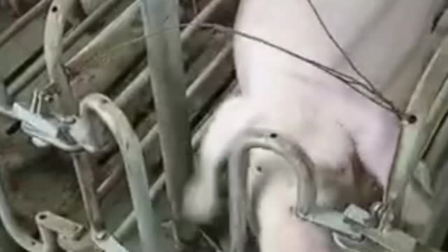 A clever pig