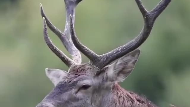 A deer with long antlers