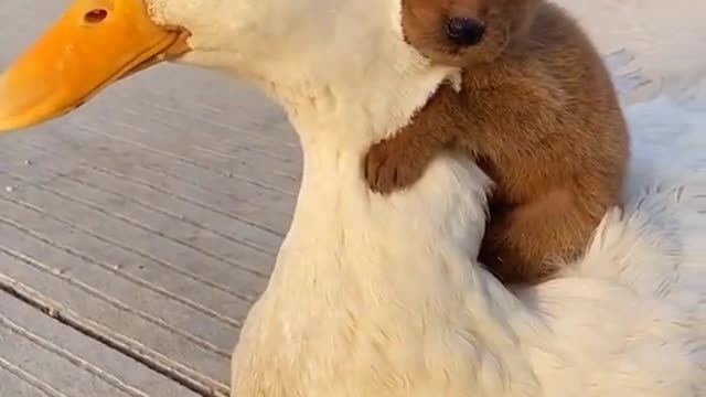 DOG WITH A GOOSE, VERY CUTE.