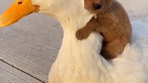 DOG WITH A GOOSE, VERY CUTE.