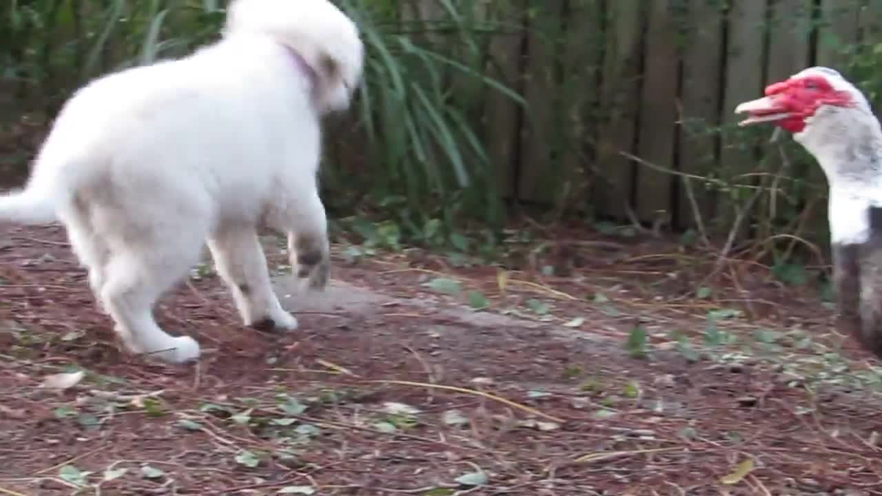 Pups playing with ducks || Cute pups playing ||