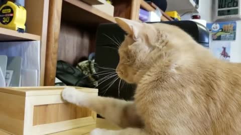 Funny cat and the useless box (Cute Video)