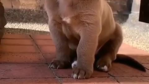 Cute puppy