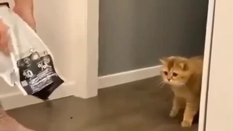 funny cat goes crazy after owners do this#😂😂😂