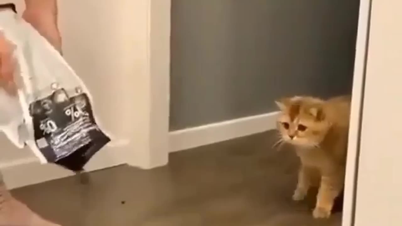 funny cat goes crazy after owners do this#😂😂😂