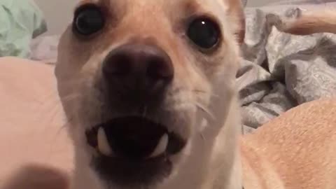 Dog barking at camera