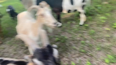 GOATS and Dogs and Mini Horse 06.2021