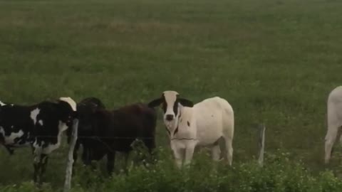 Pedalando e conversando com os animais