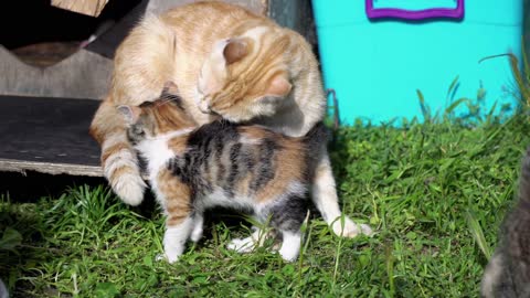 Happy cats with her kittens