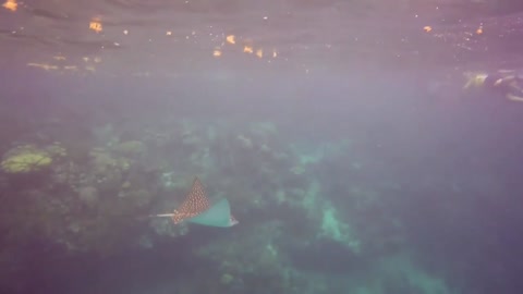 Sea turtle hackbill guide over the coral