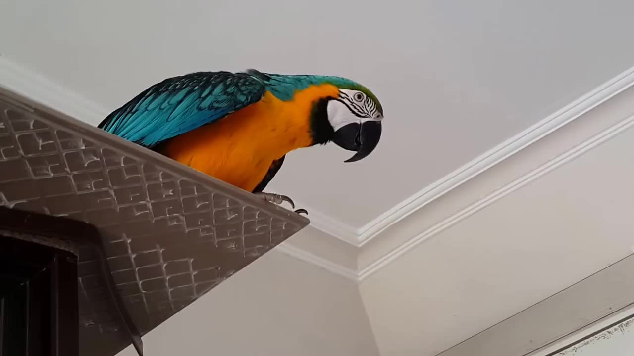 speaking parrot