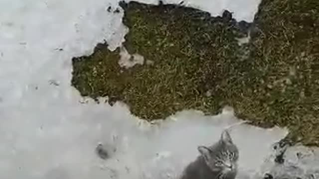 My funny cat fail to land on feet from window no cats gets harmed in the video