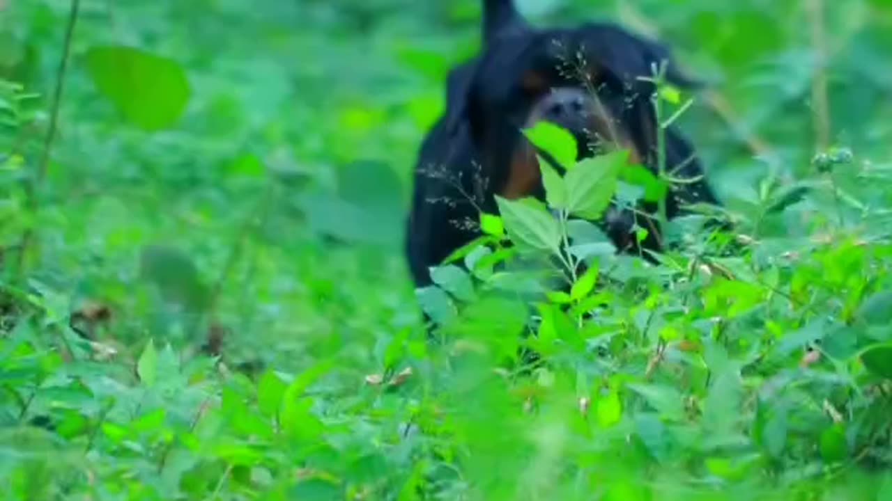 Rottwiler dog in Forest