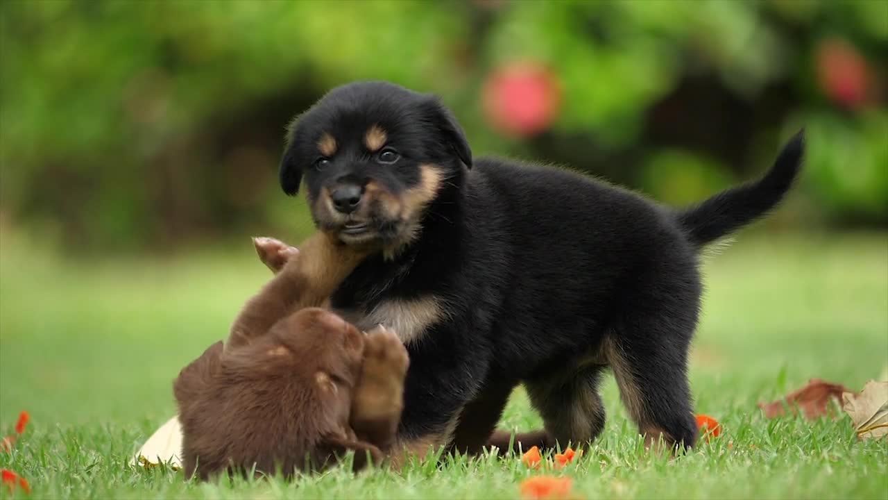 puppies dogs joy together playing fun animal cute outdoor play