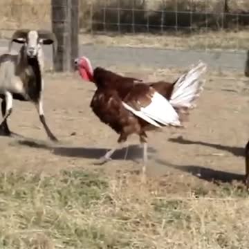 bayn dik walghanam The battle between rooster and sheep