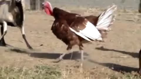 bayn dik walghanam The battle between rooster and sheep