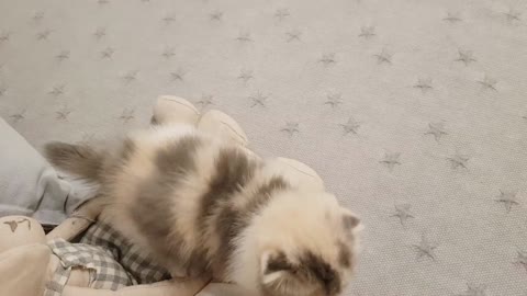 Cute Kitten Funtime