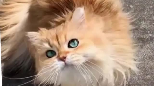 Funniest Cats 😹 - Don't try to hold back Laughter 😂 - Funny Cats Life