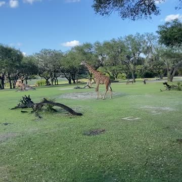 Animal kingdom giraffes