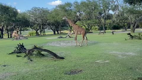 Animal kingdom giraffes