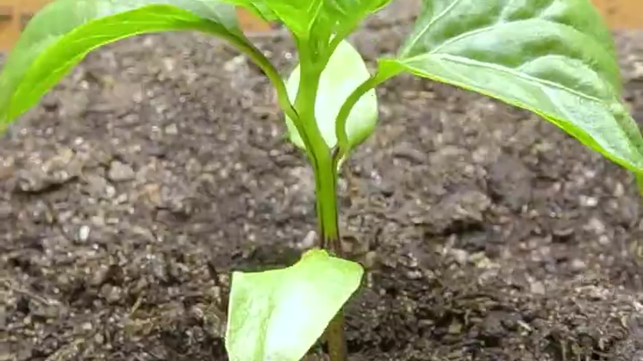 93 Days in 36 Seconds - Purple Bell Pepper #timelapse