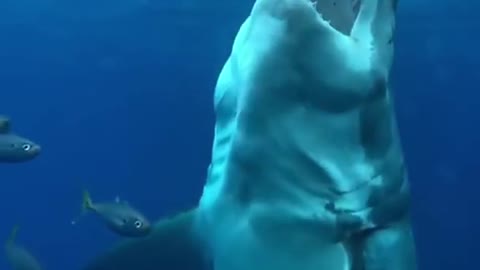 Shark Attack | Shark Videos | Shark Attack Video | Shark | Sharks | Funny Videos