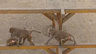 Addicting monkey games