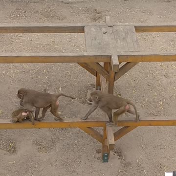 Addicting monkey games