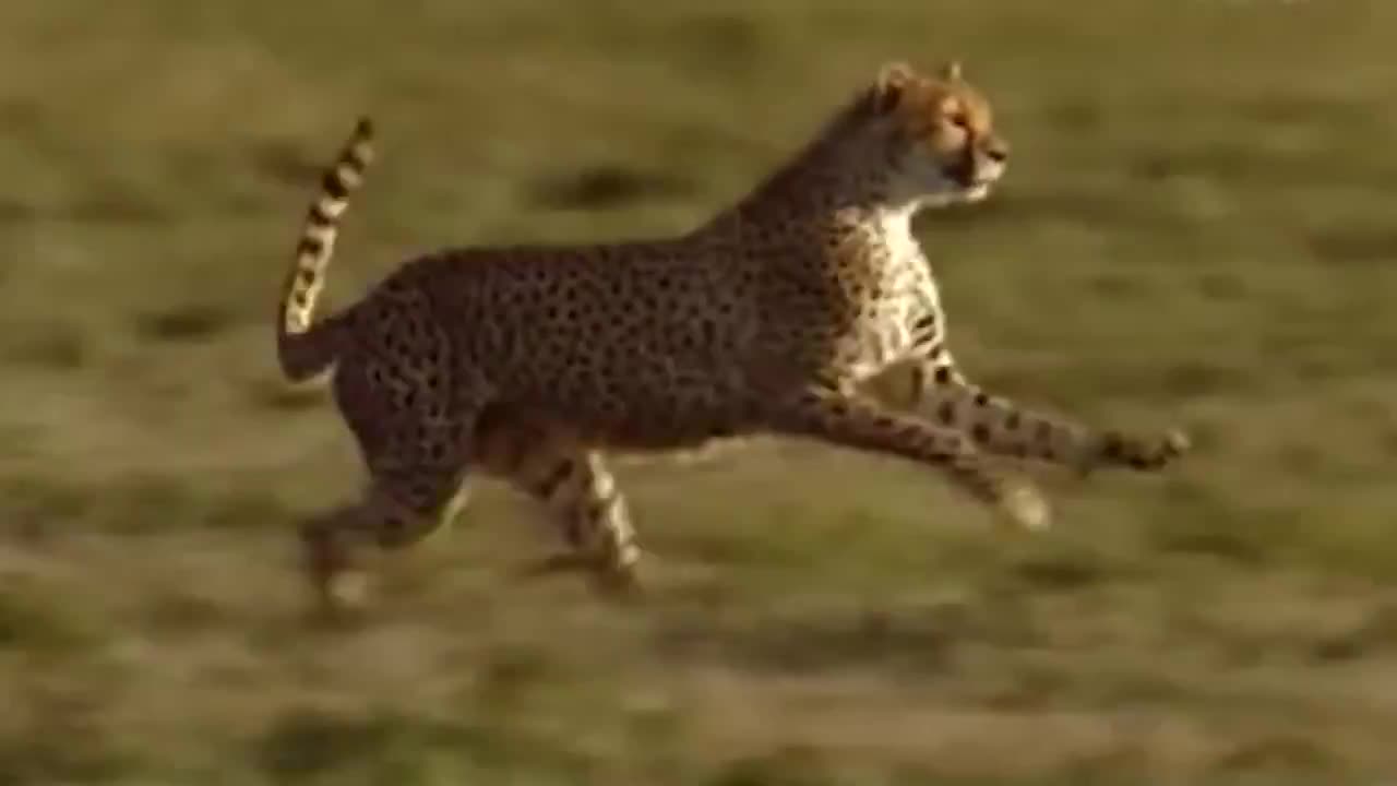 WORLD’S FASTEST ANIMALS FAIL! Grant’s Gazzele Take Down Cheetah With Horns, Lion