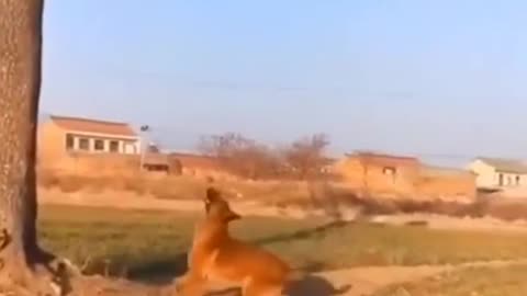 Cute and Funny animal video