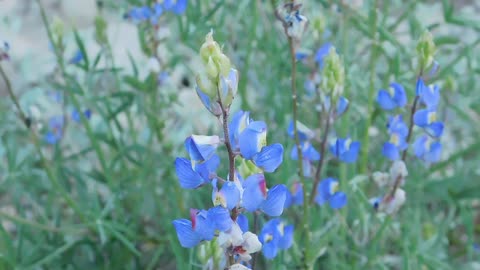 Barestem Larkspur - Buttercup Family - Delphinium sp.