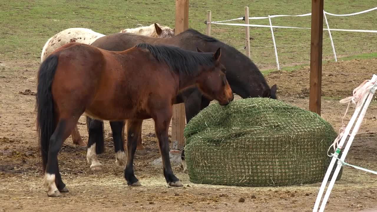 A close view of two brown horses and a white horse as they eat green grass outside in a paddock