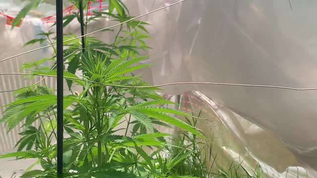 Dhp greenhouse2022 channel 6-18-2022 marijuana grow