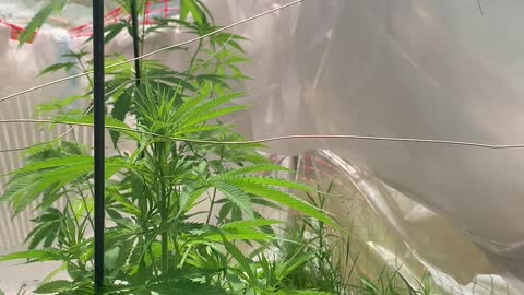 Dhp greenhouse2022 channel 6-18-2022 marijuana grow