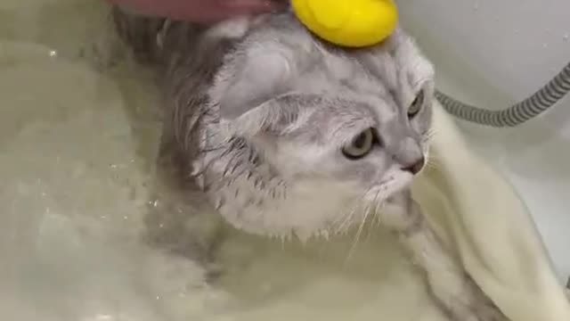 Cute Cat Takes A Bathroom. Very Funny