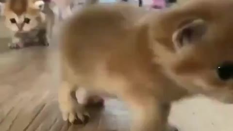 Adorable Funny Kittens Gang scene