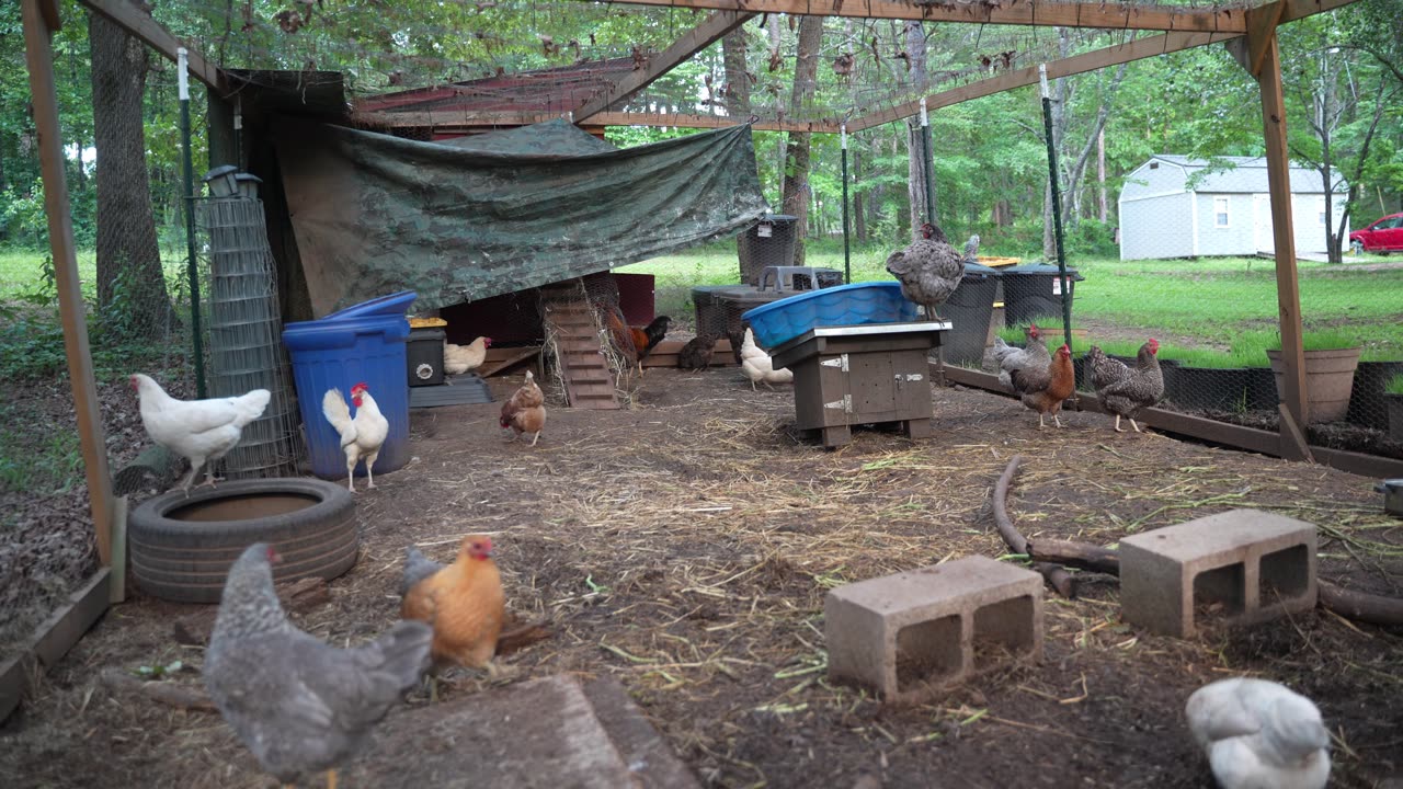 My chickens are scaring me! Doing strange things!