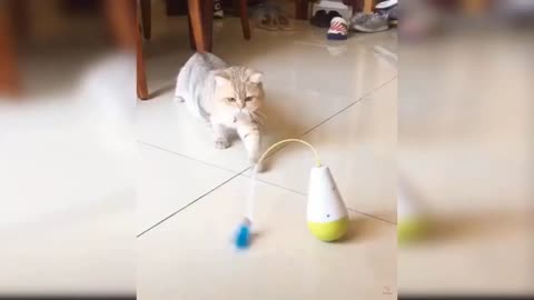 Cat Funny confused Moment