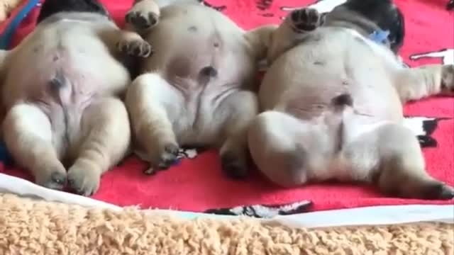 AWW SOO Cute and Funny Pug Puppies - Funniest Pug Ever #12